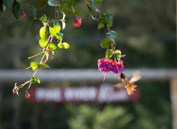 Pine River Ranch B&B Lake Wenatchee 외부 사진